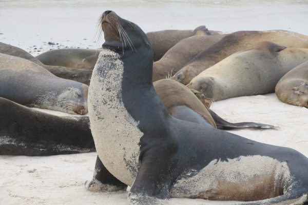 Sea Lion.IMG_2125